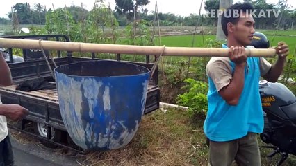 Minapadi, Alternatif Tingkatkan Geliat Pertanian Indonesia