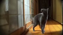 The cat knocks on the door