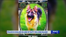 Police Dog Killed in Crash After Driver Flees DWI Checkpoint