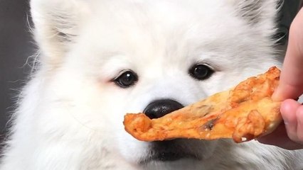 Faire manger des brocolis à un chien