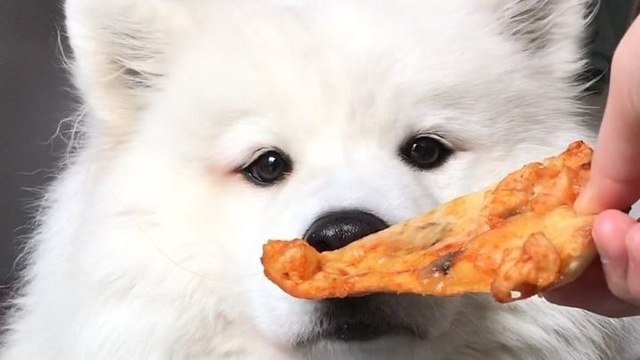 Faire manger des brocolis à un chien