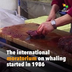 Japan To Resume Whaling?