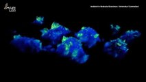 See Our Immune Cells at Work in Incredible Real-Time Video