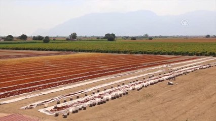 Üzüm Üreticilerinin Yüzü Güldü