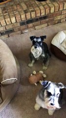 Dane the Mini Schnauzer Hates Baths