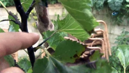 Vampir Kelebekler bu kez evleri istila etti