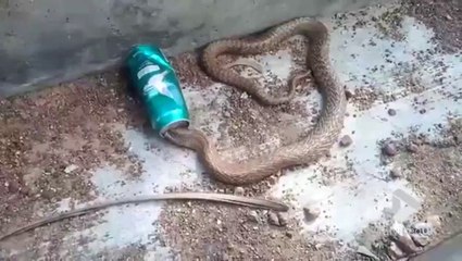 Descargar video: Ils sauvent un cobra qui a la tête coincée dans une canette