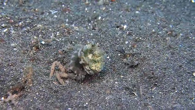 Ce crabe se camoufle en transportant une méduse sur son dos