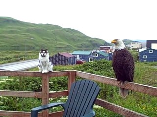 Un chat posé à coté d'un aigle, tranquillement