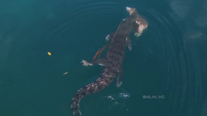 Un crocodile de mer géant nage avec un cochon dans la gueule