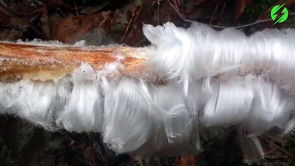 Avez-vous déjà vu des cheveux de glace... Impressionnant