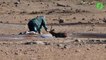 Un homme courageux vient sauver une impala coincée dans la boue