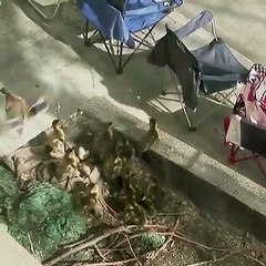 Video si nje njeri i shpeton rosat e vogla