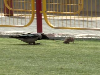 Un combat entre un rat et un corbeau où tous les coups sont permis !