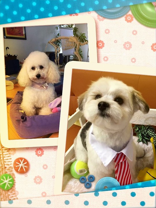 Fröhliche weihnachten und ein glückliches neues jahr - hundesalon für wentorf, aumühle, glinde_hd