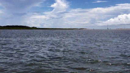Dolphin Jumping Display