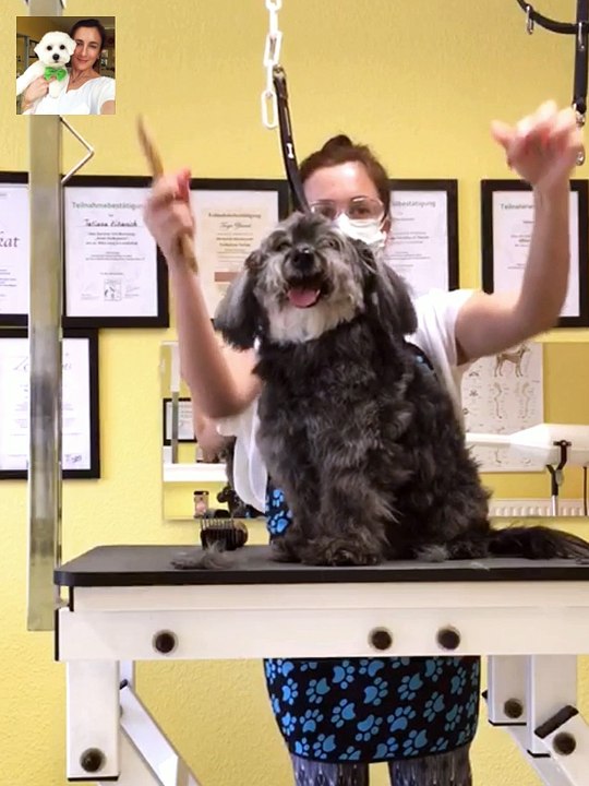 Hundesalon ziborich -hundefriseur fÜr schwarzenbek - geschenkgutscheine  fÜr grossraum hamburg, bergedorf, reinbek, geesthacht, lauenburg, mÖlln, boizenburg, ratzeburg und umgebung