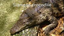 Crocodylus siamensis (Siamese crocodile)