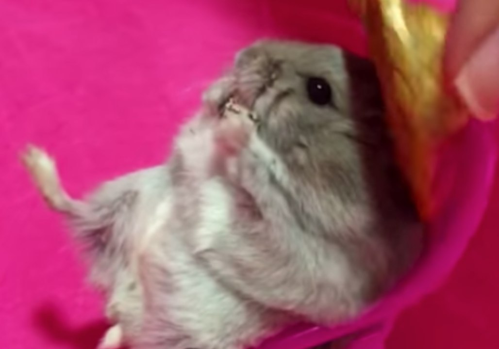 Adorable Hamster Enjoys a Snack in His Tiny Chair