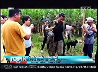 Seekor Monyet Liar Berhasil Ditembak