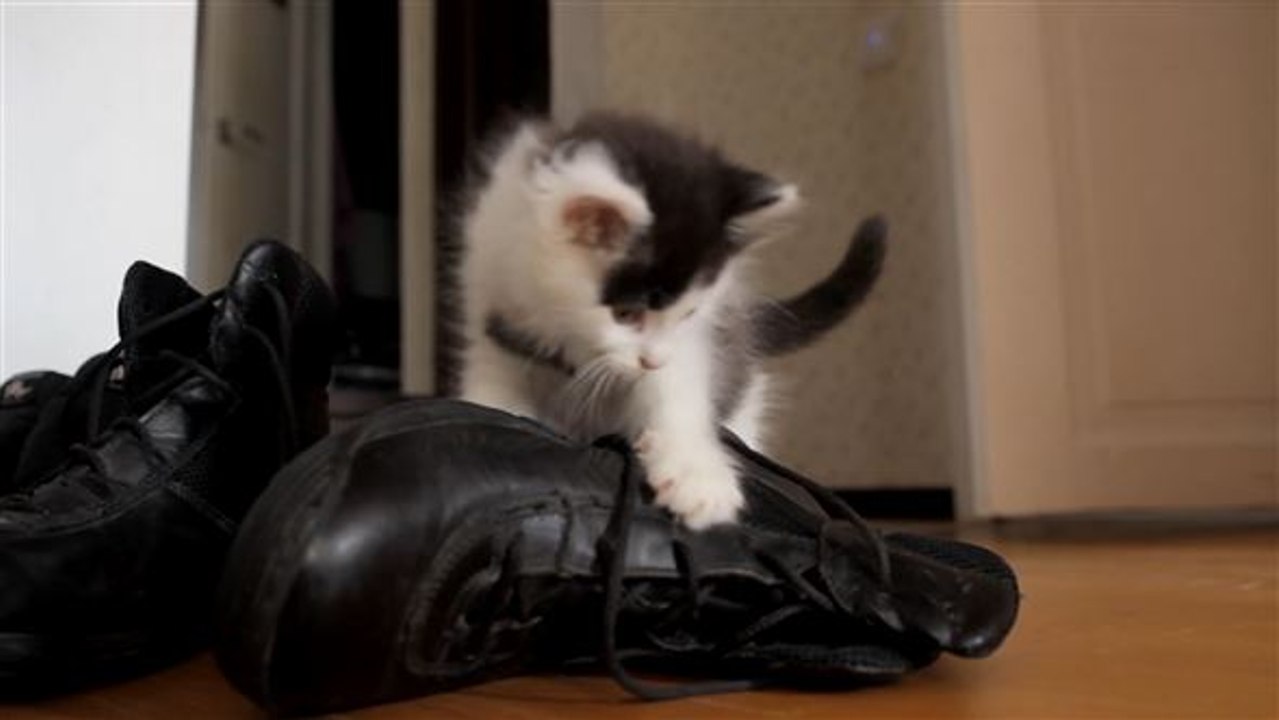 Stadt will alle Katzen verbannen