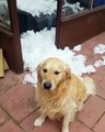 dog rips apart sofa