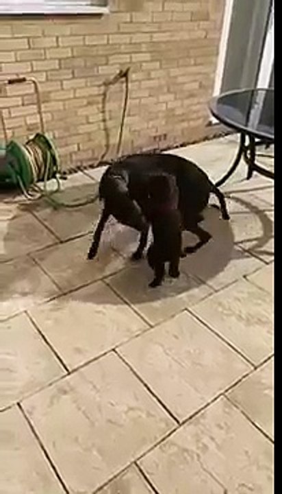 dog runs into the patio glass door