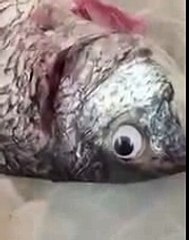 أسماك بعدسات لاصقة.. هذا السر ورائها