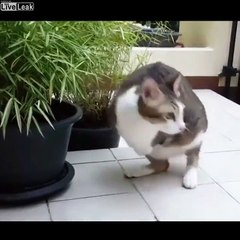 Amputé des pattes avant ce chat ressemble à un T-Rex !