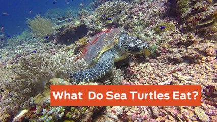 What Do Sea Turtles Eat?