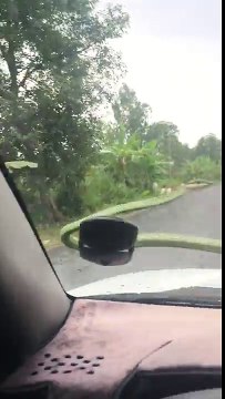 Serpiente viaja confortablemente en el parabrisas de este coche