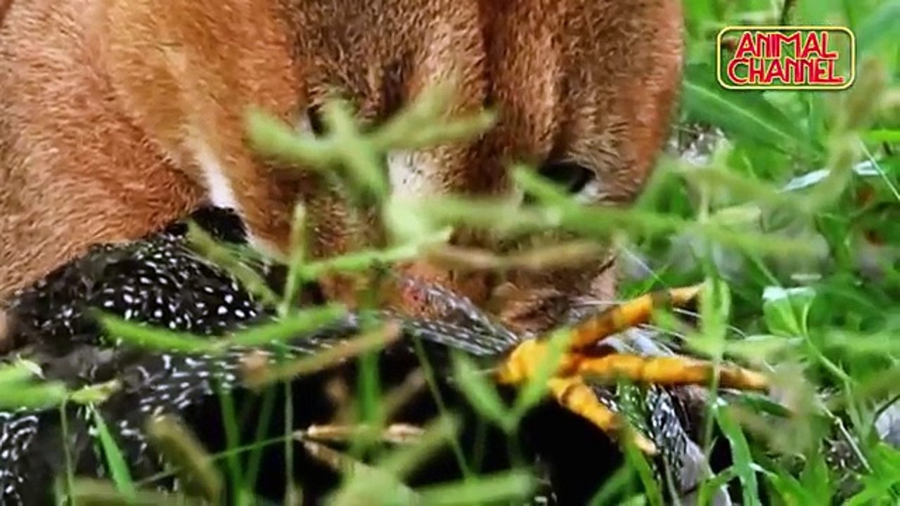 Ultimate Big Cats Compilation including Lions Tigers Jaguar Cheetah Leopard Bobcat hd