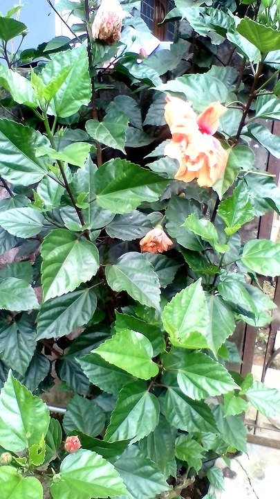 Flower n vegetable