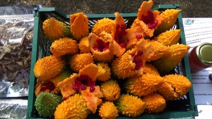 Düzce’de tıbbi ve aromatik bitkilerin hasadı yapılıyor