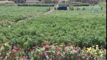 Ankara'nın Meşhur Ayaş Domatesini Aşırı Yağışlar Vurdu