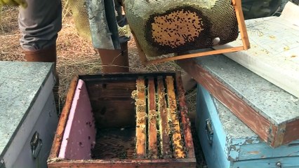 Çam balında iyi başlayan hasat üreticiyi mutlu etti - MUĞLA