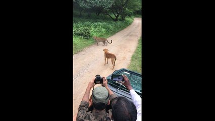 Lucky dog barks at young leopard in face-off