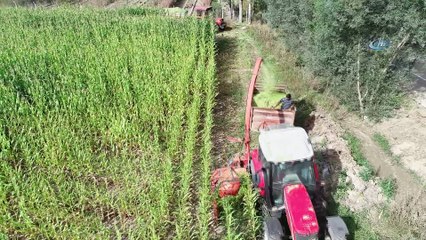 Mısır para etmeyince, ineklere yem oldu