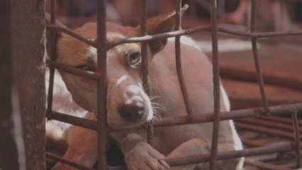 Activistas urgen a Indonesia a prohibir el comercio de carne de perro y gato