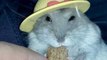 Fashionista Hamster Eats in Style