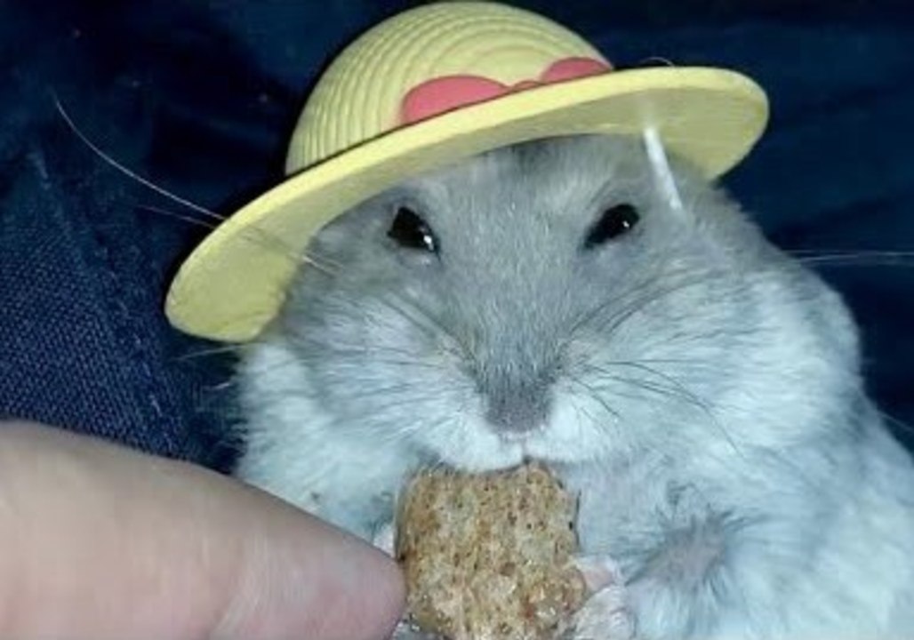 Fashionista Hamster Eats in Style