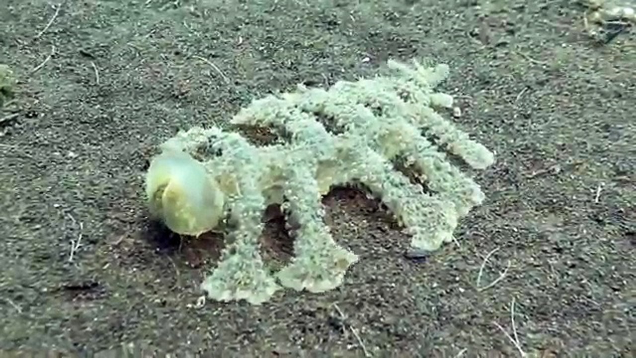 Animal sous marin très bizarre (MELIBE VIRIDIS)