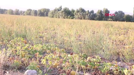 Ankara Kahramankazan'da Çiftçi Kavundan Kabağa Döndü