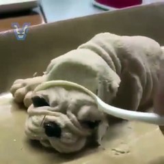 Scared dog .He does not believe it