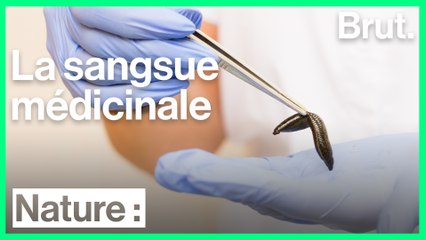 La sangsue, très utile dans les hôpitaux