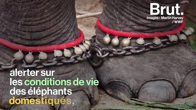 Un éléphant dressé est toujours un éléphant maltraité : le calvaire des éléphants dressés pour les touristes