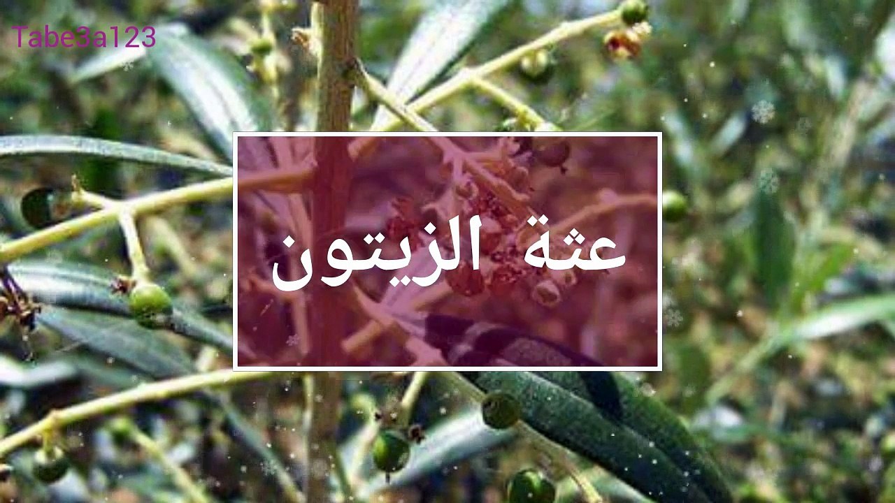 افة عثة الزيتون الخطيرة