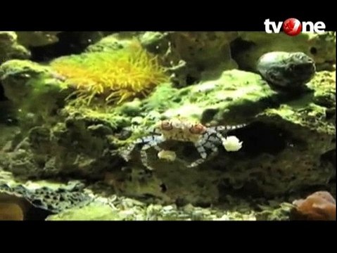 Lucunya Aksi Libya, Kepiting Pemandu Sorak