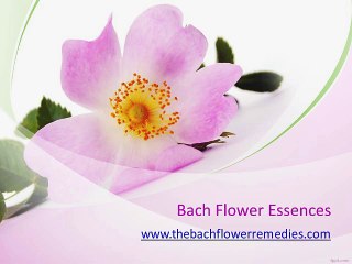 Bach Flower Remedies for OCD - www.thebachflowerremedies.com