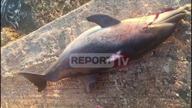 ReportTv-Një delfin i ngordhur shfaqet në breg të detit në Ksamil